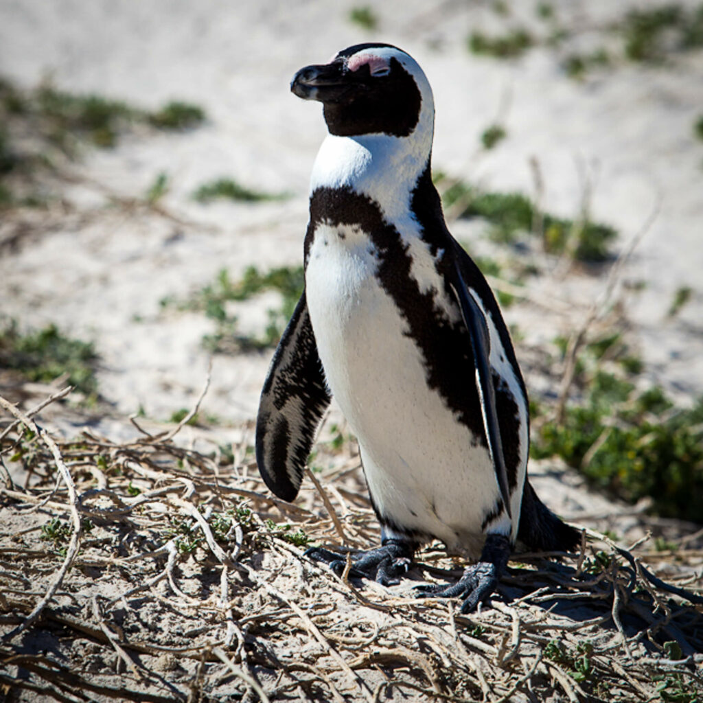 Pingvin, Sydafrika