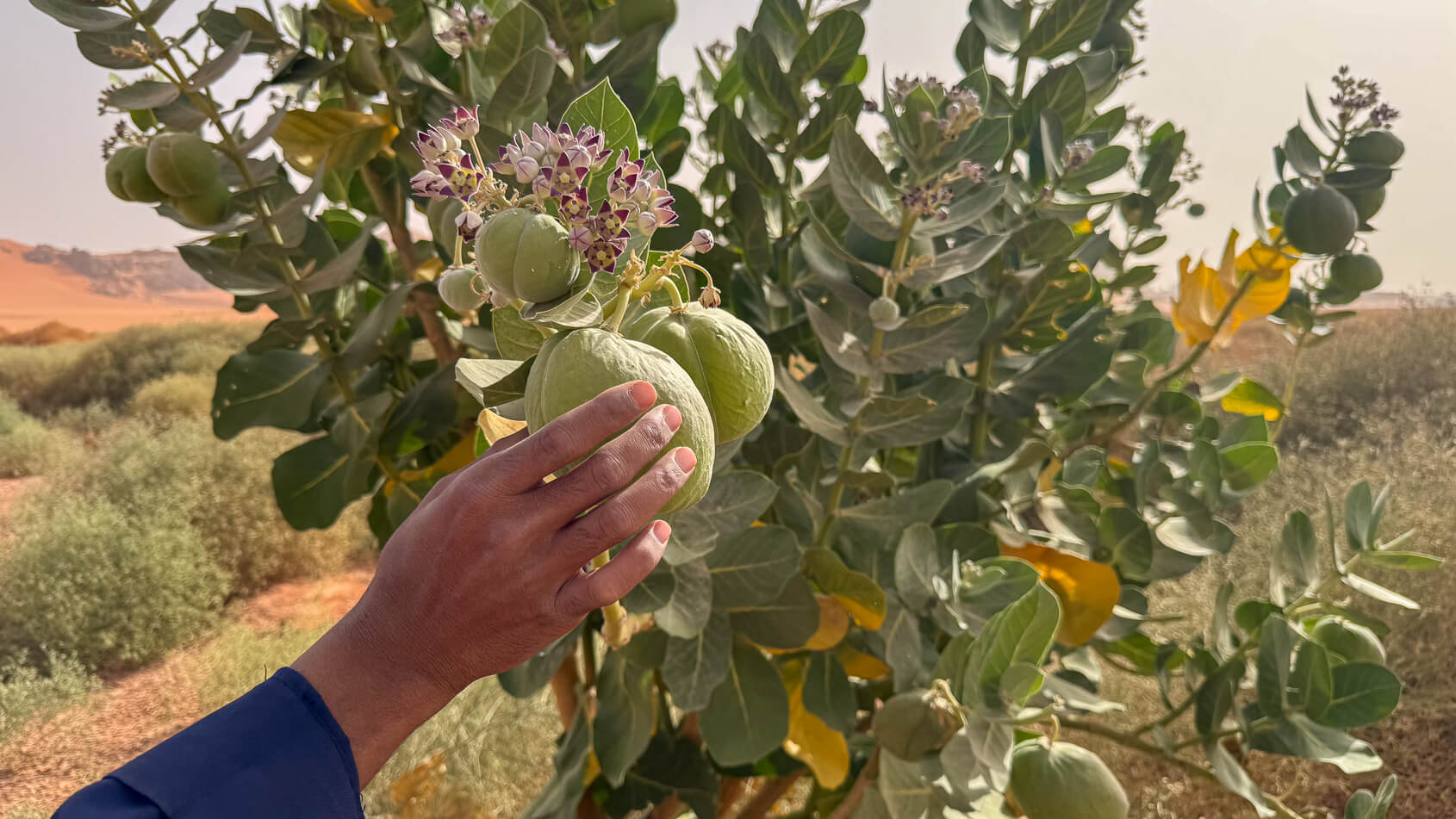 plante Tadrart Rouge Algeriet